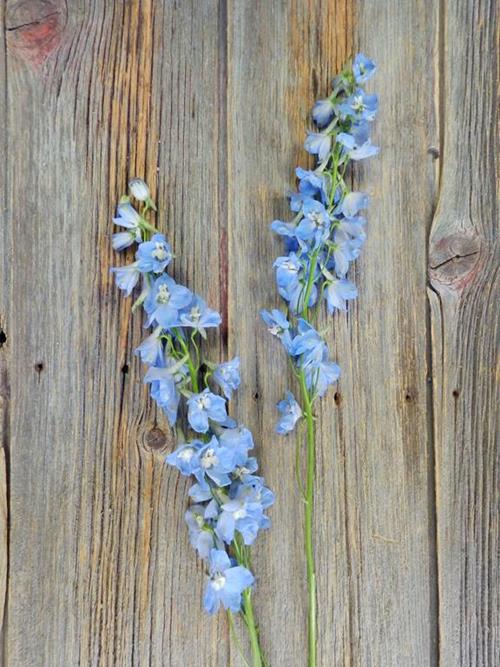 ROYAL  LIGHT BLUE DELPHINIUM